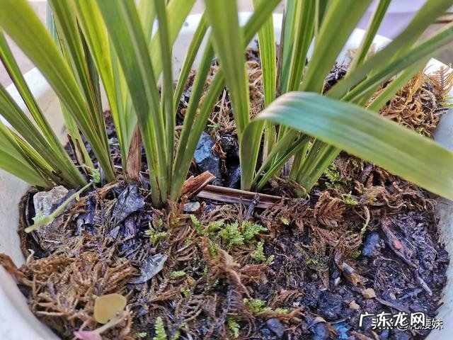 种植兰花用什么土最好?