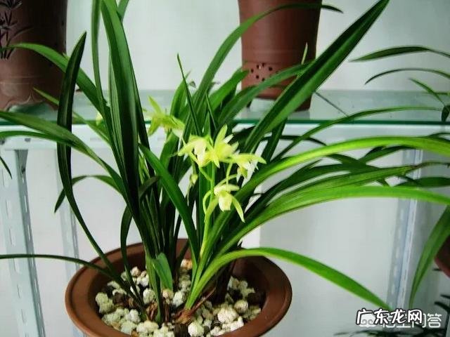 种植兰花用什么土最好?