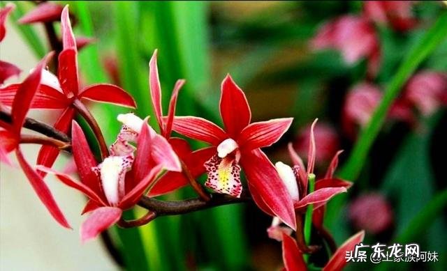 种植兰花用什么土最好?