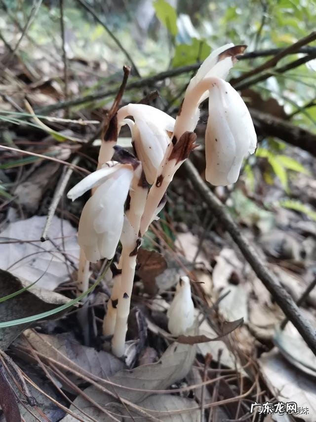 种植兰花用什么土最好?