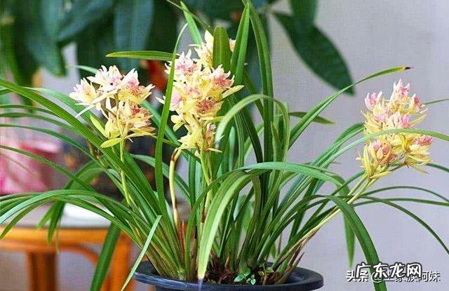 种植兰花用什么土最好?