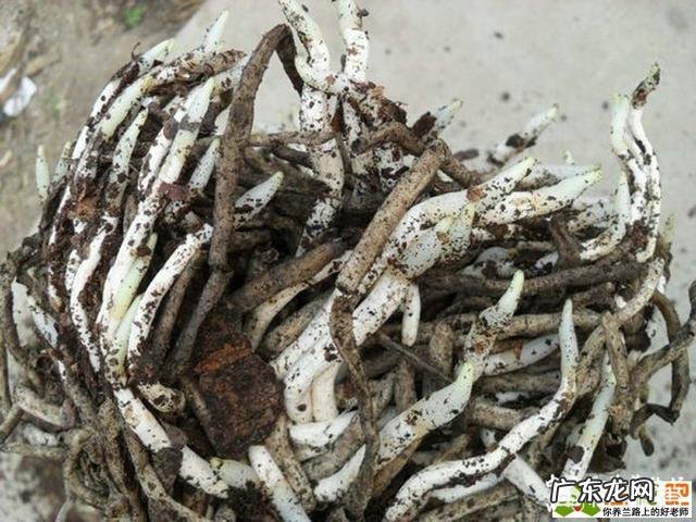 种植兰花用什么土最好?