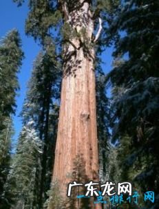 世界上最高的树排行前十名 亥伯龙神排第一