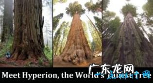 世界上最高的树排行前十名 亥伯龙神排第一