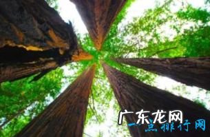 世界上最高的树排行前十名 亥伯龙神排第一