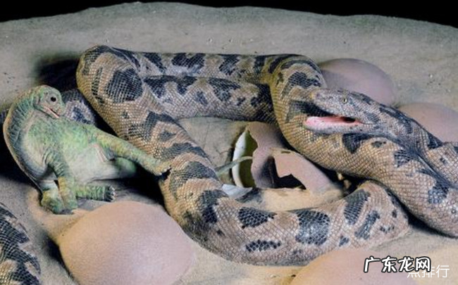 十大传说巨蛇排行榜 非洲巨蟒能吞下大象