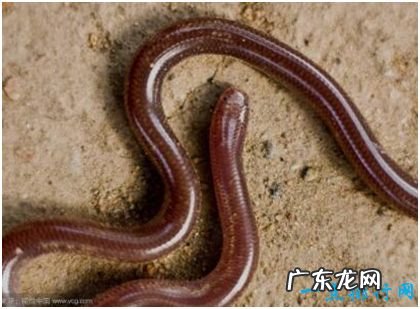 世界上最小的蛇,盲蛇身长不到两分米,与蚯蚓极为相似