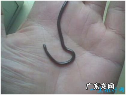 世界上最小的蛇,盲蛇身长不到两分米,与蚯蚓极为相似
