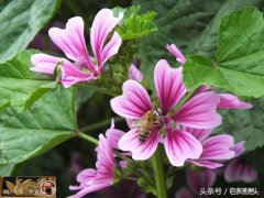 锦葵怎么做香茶