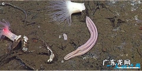 世界十大最奇怪的动物 这些动物都是最新发现的物种