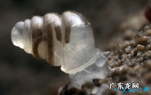 世界十大最奇怪的动物 这些动物都是最新发现的物种