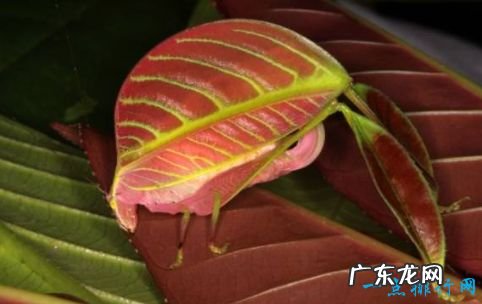 世界十大最奇怪的动物 这些动物都是最新发现的物种