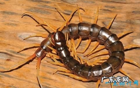 世界十大最奇怪的动物 这些动物都是最新发现的物种