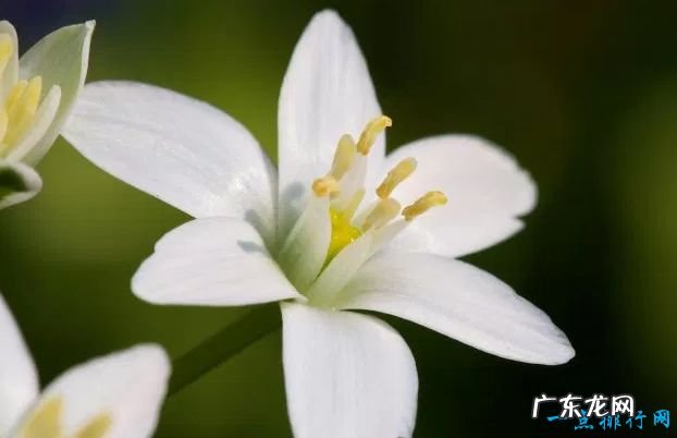 全球十大最美的花 最后一个惊艳世界!