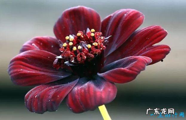 全球十大最美的花 最后一个惊艳世界!