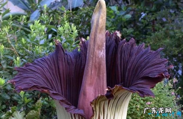 全球十大最美的花 最后一个惊艳世界！