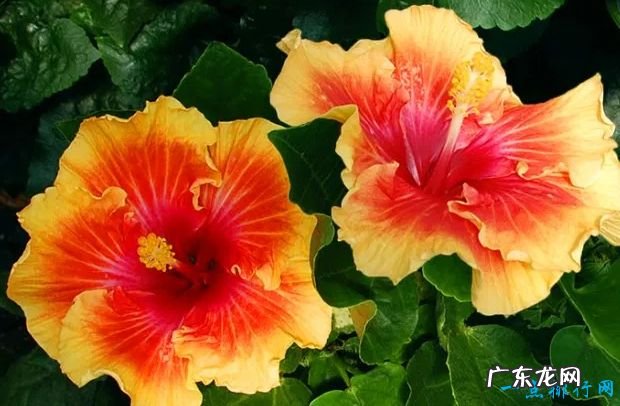 全球十大最美的花 最后一个惊艳世界!