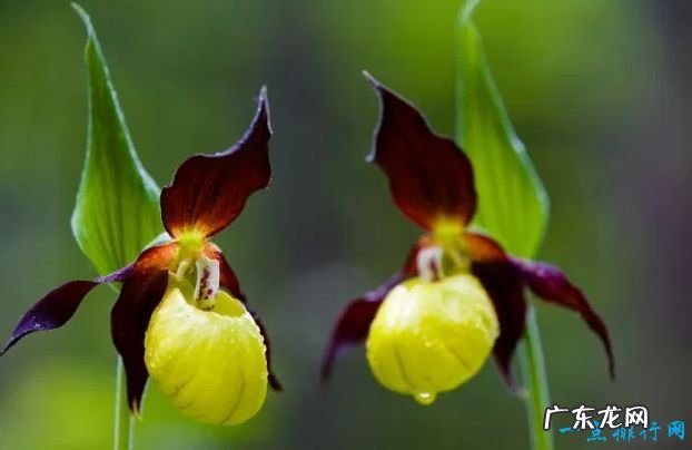 全球十大最美的花 最后一个惊艳世界!