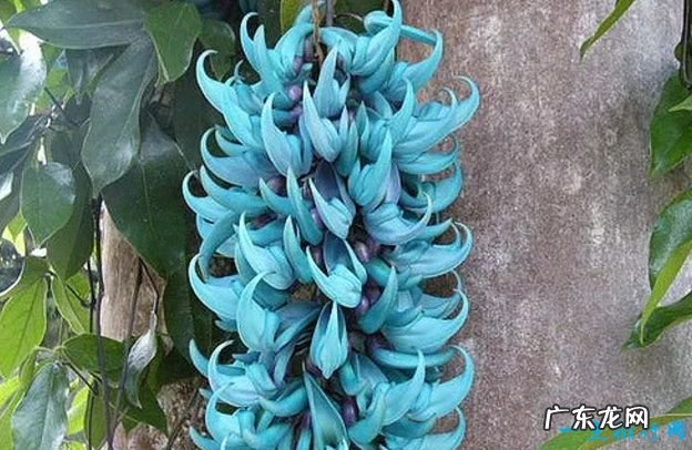 全球十大最美的花 最后一个惊艳世界!