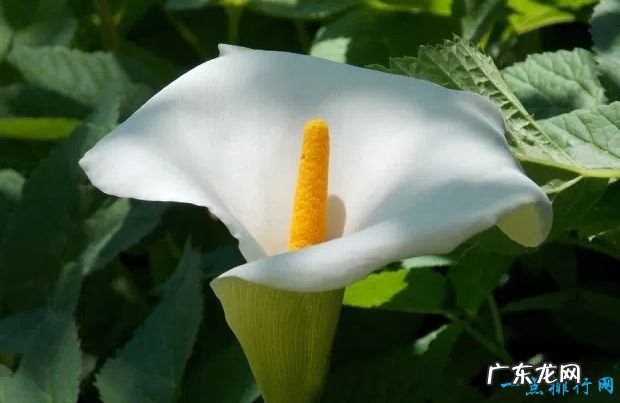 全球十大最美的花 最后一个惊艳世界!