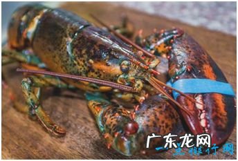 世界上最大的龙虾 美洲螯龙虾长1米重40斤