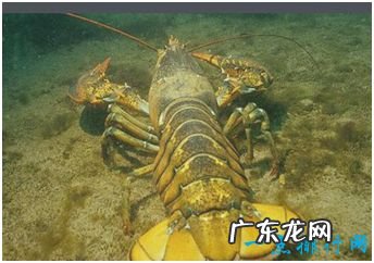 世界上最大的龙虾 美洲螯龙虾长1米重40斤