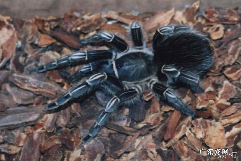 世界上体型最大的蜘蛛 巨型鸟食狼蛛排第一
