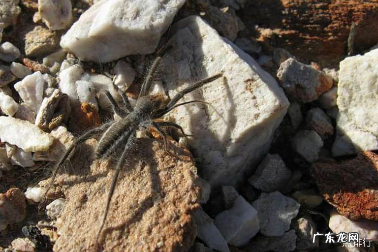 世界上体型最大的蜘蛛 巨型鸟食狼蛛排第一