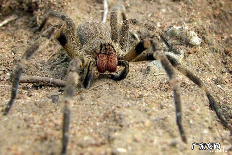 世界上体型最大的蜘蛛 巨型鸟食狼蛛排第一