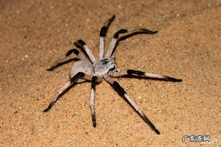 世界上体型最大的蜘蛛 巨型鸟食狼蛛排第一