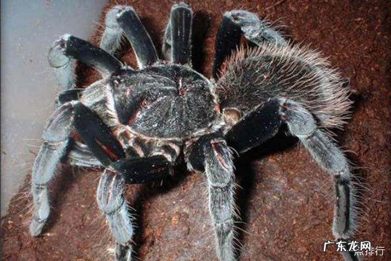 世界上体型最大的蜘蛛 巨型鸟食狼蛛排第一