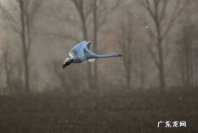 世界上飞的最高的鸟TOP10 黑白兀鹫可以翱翔万米高空