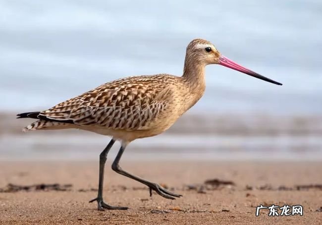 世界上飞的最高的鸟TOP10 黑白兀鹫可以翱翔万米高空