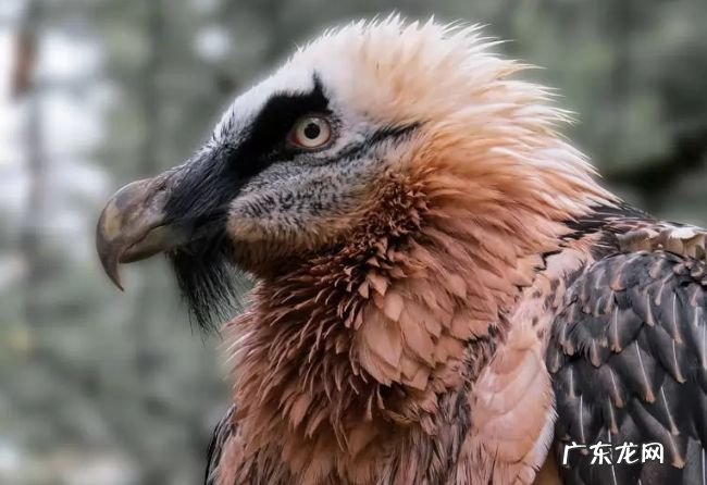 世界上飞的最高的鸟TOP10 黑白兀鹫可以翱翔万米高空