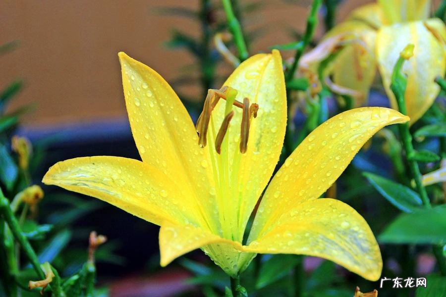 百合养殖方法和注意事项