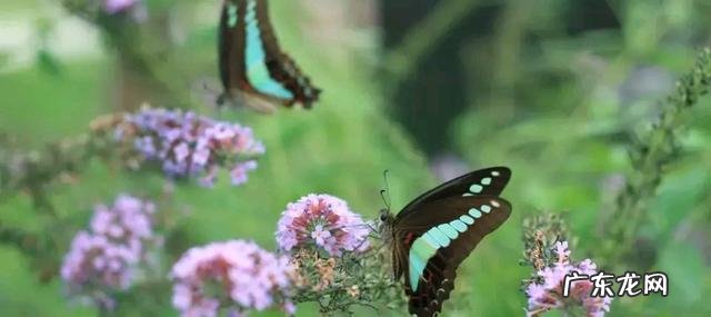 男人什么情况下会接受给他带绿帽的女人