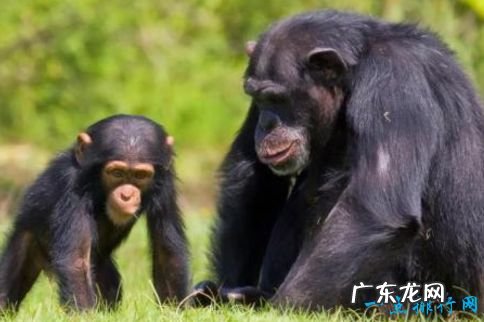 世界上智商最高的十大动物 松鼠有灵性