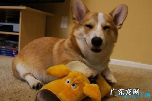 世界上智商最高的十大动物 松鼠有灵性