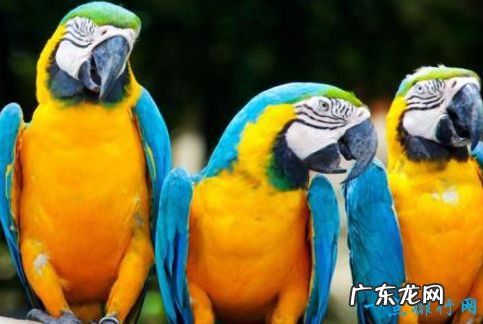 世界上智商最高的十大动物 松鼠有灵性