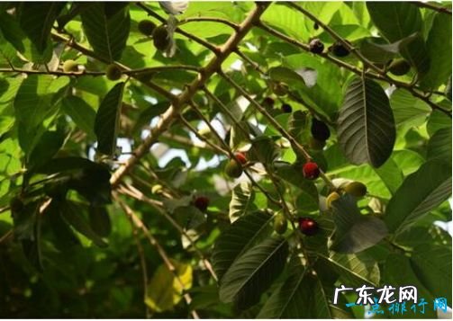 世界最毒的树木 箭毒木见血封喉堪称死亡之树