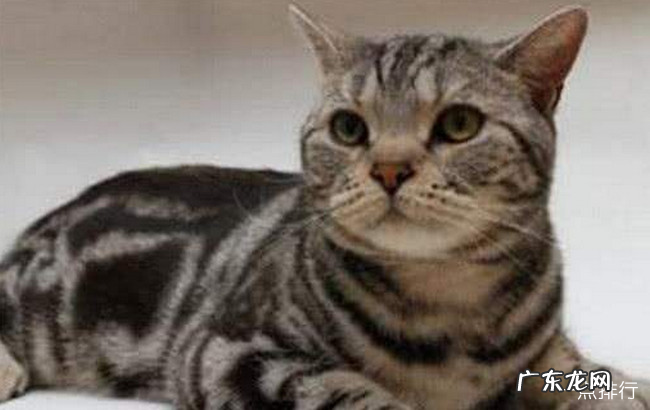 宠物猫的品种大全 全球十大名贵猫排名榜