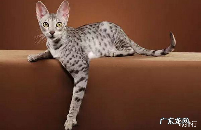宠物猫的品种大全 全球十大名贵猫排名榜