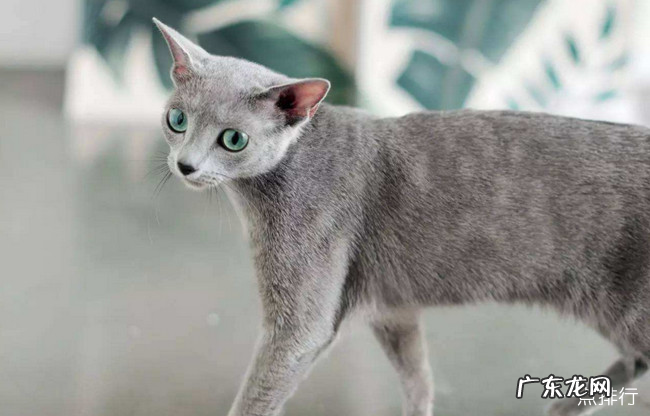 宠物猫的品种大全 全球十大名贵猫排名榜