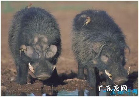 世界上最强悍的猪,巨林猪能直接撞死一头非洲野牛