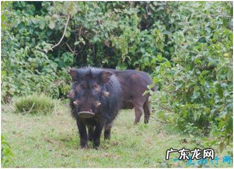 世界上最强悍的猪,巨林猪能直接撞死一头非洲野牛