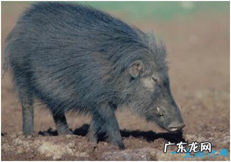 世界上最强悍的猪,巨林猪能直接撞死一头非洲野牛