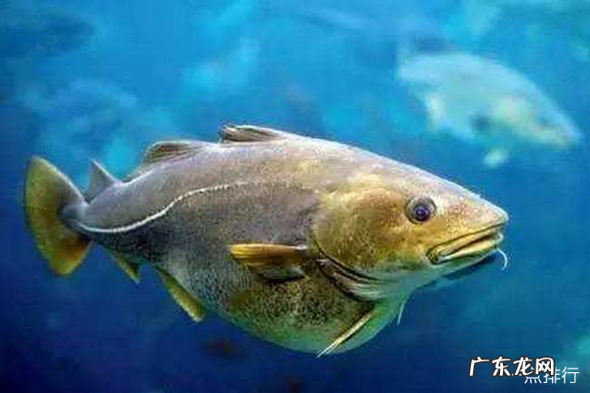 世界上最耐寒的动物排行 能抵御-80℃严寒的北极熊只能排第四