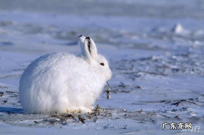 世界上最耐寒的动物排行 能抵御-80℃严寒的北极熊只能排第四