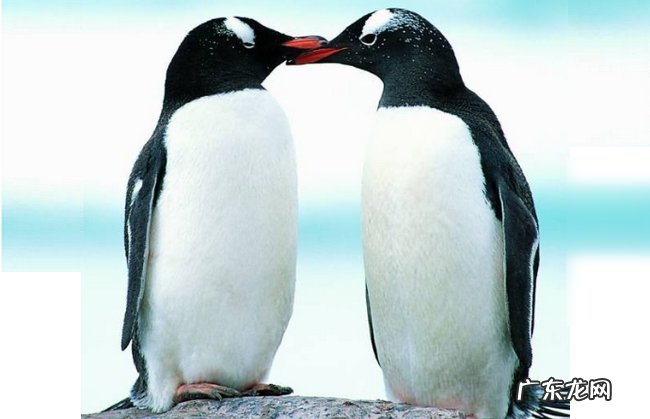 世界上最耐寒的动物排行 能抵御-80℃严寒的北极熊只能排第四