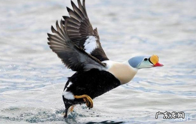 世界上最耐寒的动物排行 能抵御-80℃严寒的北极熊只能排第四